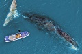 Veľryba grónska je najdlhšie žijúci cicavec: Dožíva sa 268 rokov