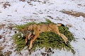 Lov zastavili, až keď zabili 35 vlkov: Zo svorky v Chočských vrchoch, zostali len mláďatá, smutné slová odborníčky