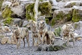 Lov zastavili, až keď zabili 35 vlkov: Zo svorky v Chočských vrchoch, zostali len mláďatá, smutné slová odborníčky