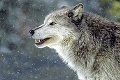 Agrorezort zastavuje lov vlka dravého na Slovensku: Zákaz má okamžitú platnosť