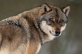Polícia pátra po pytliakovi: Strašné! V lese pod Tatrami bez milosti zastrelil vlka