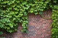 Záhradník odstraňoval z múrov brečtan: Objav, aký nečakal ani vo sne