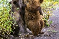 Medvedica učí mláďatá, ako si poškrabať chrbát: Dobre sa pozeraj, ukážem to len raz