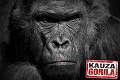 Pravda o úniku Gorily: Kto vlastní kontroverzný byt na Vazovovej? Prehovoril sused