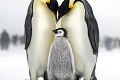 Najkrajšia fotka prírody: Víťazná rodina tučniakov