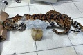 Ohavný čin pytliakov V Indonézii: Ulovili gravidné tigrice, ich embryá si dali do nádoby