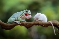 Žaba sa chystala zjesť malú myšku: Čo nasledovalo, fotografa prekvapilo