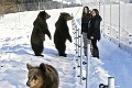 Tri medvieďatá z kontaktnej zoo po roku: Z malých plyšiakov sú veľkí 