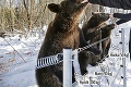 Tri medvieďatá z kontaktnej zoo po roku: Z malých plyšiakov sú veľkí 
