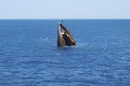 Pri Afrike sa potopila loď: More si vyžiadalo desiatky životov