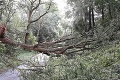Horskí záchranári ratovali na Kysuciach lesného robotníka, zasiahol ho padajúci strom