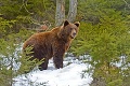 Francúzski farmári sa zlostia, boja sa najhoršieho: Odstráňte z lesov medveďov!
