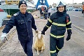 Dramatická záchranná akcia: Prevrátila sa loď so 14-tisíc ovcami