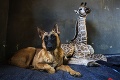 Výnimočné zvieracie priateľstvo: Nemecký ovčiak sa skamarátil s malou žirafou, nevedia byť bez seba