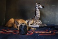 Výnimočné zvieracie priateľstvo: Nemecký ovčiak sa skamarátil s malou žirafou, nevedia byť bez seba