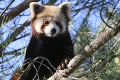 Zo zoo utiekol samček pandy červenej: Reakcia samičky, s ktorou žil, hovorí za všetko