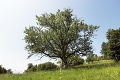 Slovenský strom roka vysadili za Márie Terézie: Oskoruša z Gemera mieri na medzinárodnú súťaž!