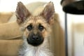 Dvojročný Ranger stále vyzerá ako šteňa: Rozkošné fotky nemeckého ovčiaka vám vyčaria úsmev na tvári