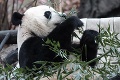 Pandí samec Bei Bei odletel z rodného Washingtonu do Číny: Čaká ho tam dôležitá misia