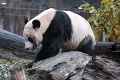 Pandí samec Bei Bei odletel z rodného Washingtonu do Číny: Čaká ho tam dôležitá misia