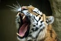 Krvilačné vyčíňanie ohrozeného tigra v Indonézii: Zabil farmára a zranil turistu