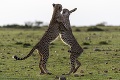 Poctivý tréning na plesovú sezónu z vás urobí parketového leva: Zvieratá na tanečnej