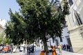 Vianoce sa nezadržateľne blížia: V Bratislave už stojí 14-metrový stromček
