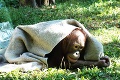 Ozdoba bojnickej Zoo sa rozlúčila so Slovenskom: Orangutan Kiran zbalil kufre a mieri do Ruska!