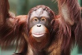 Ozdoba bojnickej Zoo sa rozlúčila so Slovenskom: Orangutan Kiran zbalil kufre a mieri do Ruska!
