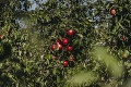 Čo sú dnes slovenské jablká?
