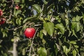 Čo sú dnes slovenské jablká?