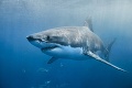 Na známej pláži na Novom Zélande zomrela žena: Smrtiaci útok žraloka?