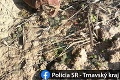 Pracovníci v Senici zbierali slnečnicu, keď to zbadali, okamžite volali políciu: Nebezpečný nález