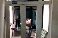 Video zo Starého Smokovca naháňa hrôzu: Maco prišiel až na policajnú stanicu