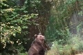 V Tatrách je stret s medveďom na dennom poriadku: Ľubomírova suseda meškala do práce, dôvod jej nik neveril!