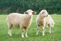 Bratislava kúpi stádo oviec: Prírodné 