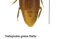 Získala drobného menovca: Po Grete Thunbergovej pomenovali novoobjavený druh chrobáka