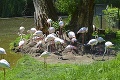 Bratislavská zoo sa rozrástla o rozkošné mláďatá: Ťahákom zoo sú mladé plameniaky