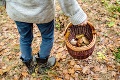 Hubári začuli v lese čudné zvuky: Keď prišli k miestu, zmeraveli od hrôzy