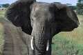 Trápenie slonov v Afrike nemá konca: Desiatky z nich sa v krátkom čase vyhladovali na smrť