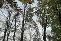 Na strome uviazol paraglajdista: Trnavskí hasiči sú bezradní, na miesto bol vyslaný vrtuľník