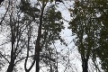 Na strome uviazol paraglajdista: Trnavskí hasiči sú bezradní, na miesto bol vyslaný vrtuľník