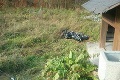 Zrážka motocyklov sa skončila tragédiou: Jeden človek na mieste zomrel