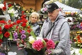 Veľké porovnanie cien kahancov a kvetov: Na koľko vás vyjdú Dušičky?
