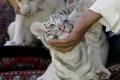 Slovenka prevážala tigrie mláďatá do Hainburgu: Rakúsky súd rozhodol o jej vine