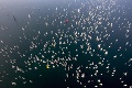 Veľkolepá regata v Terstskom zálive: More zaplnilo 2 000 lodí