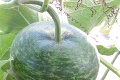 Drahomíre doma rastú podivné uhorky: Ohromení ostanete, až keď uvidíte, čo z nich vyrába!