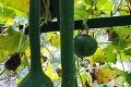 Drahomíre doma rastú podivné uhorky: Ohromení ostanete, až keď uvidíte, čo z nich vyrába!