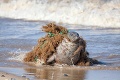 Pomohli mu z trápenia: Ďalšiemu tuleňovi odstránili z krku plastový odpad