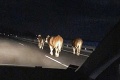 Vystrašení vodiči na Liptove: Po diaľnici sa špacírovali kravy, zasahovala polícia